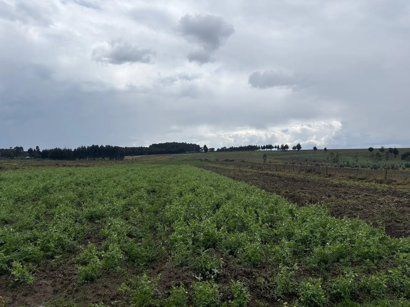 Rows of low green flowering potato plants running to a treeline, with bare ploughed soil to the right under grey cloud.