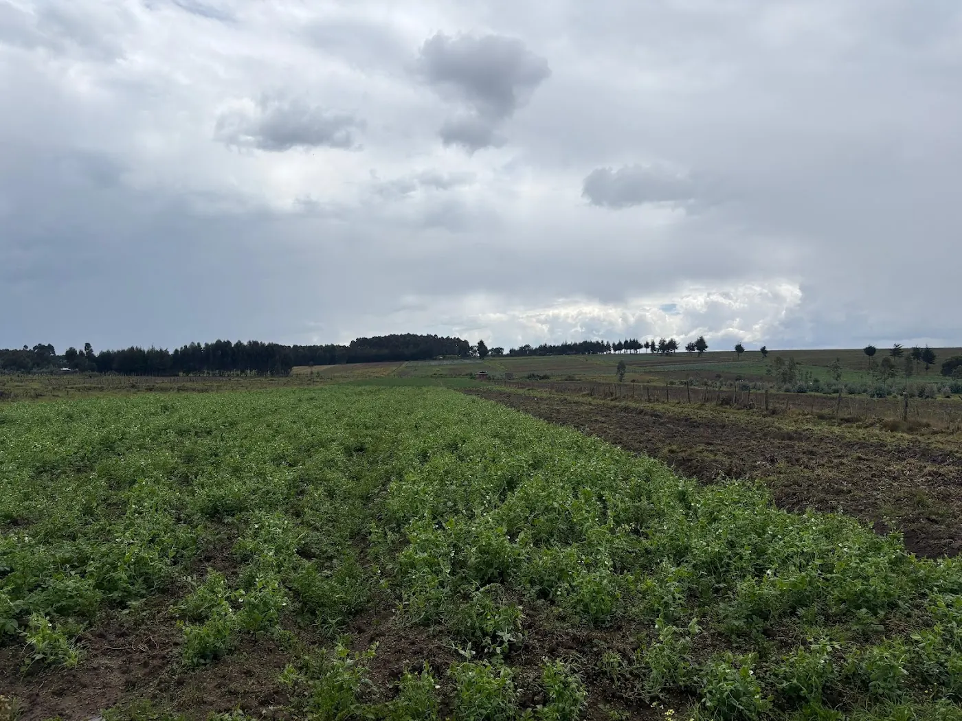 A flowering potato crop beside freshly ploughed land under heavy cloud