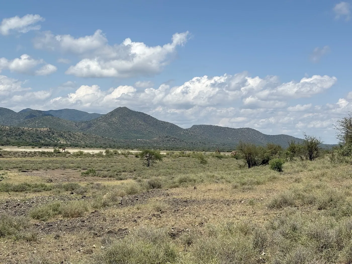 Dry plain of pale grass, low thorn bushes and stony bare patches, with green hills and cumulus cloud behind.
