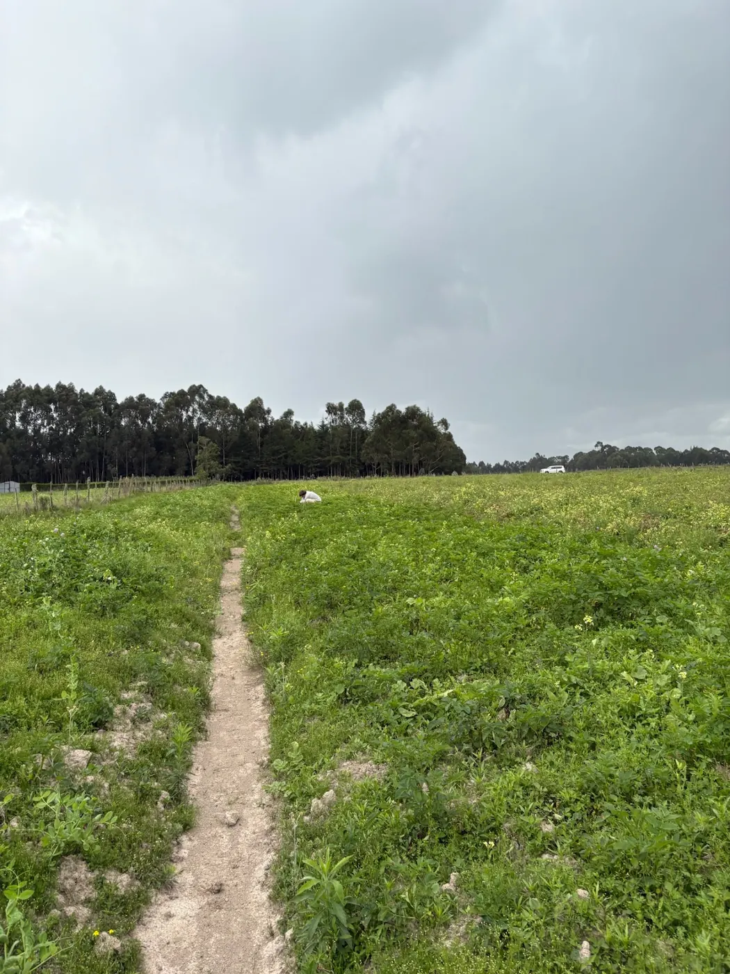 A bare earth footpath running uphill through a green flowering potato crop towards a eucalyptus treeline under heavy grey cloud.
