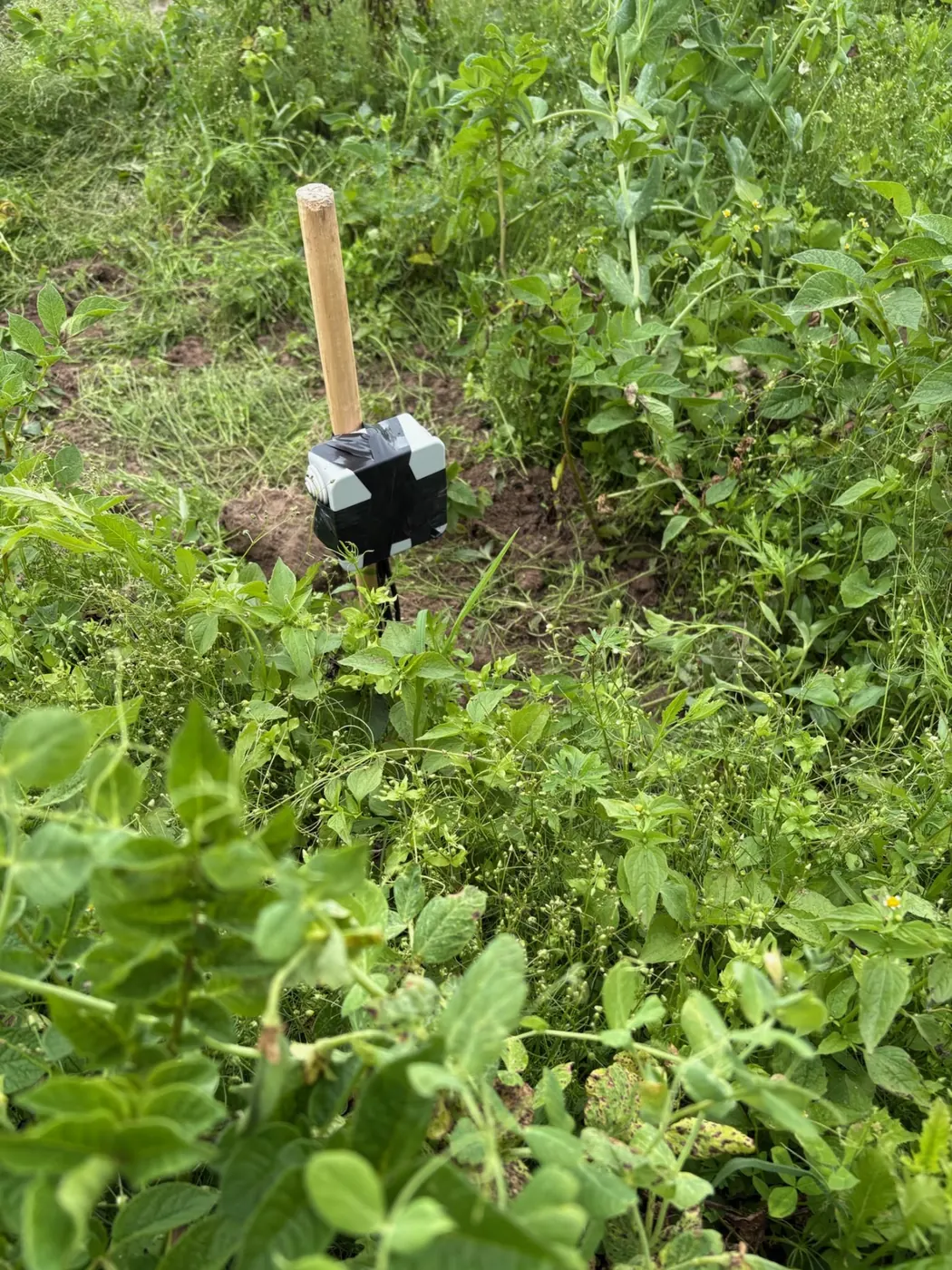 A soil probe standing among green bean plants and ground cover